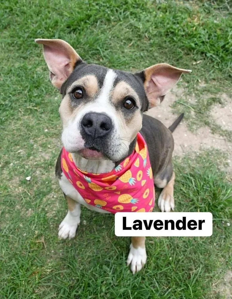 Lavender A thumbnail 6