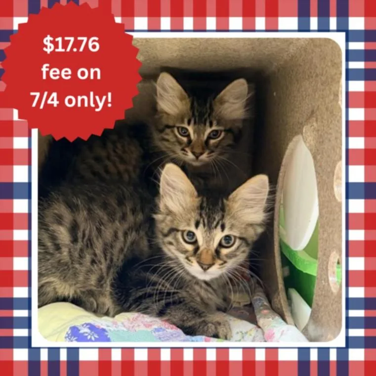 A baby small-sized female Domestic Medium Hair cat named Manzanita for adoption in Santa Cruz, CA