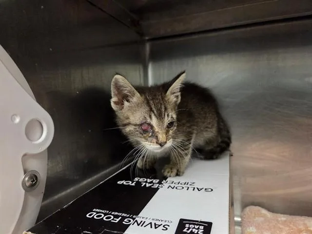 A baby small-sized male Domestic Short Hair cat named William Mckinley for adoption in Antioch, CA