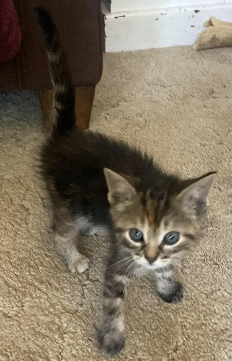 A baby medium-sized female Tabby (Brown / Chocolate) Domestic Short Hair cat named Dotty for adoption in Avon, NY