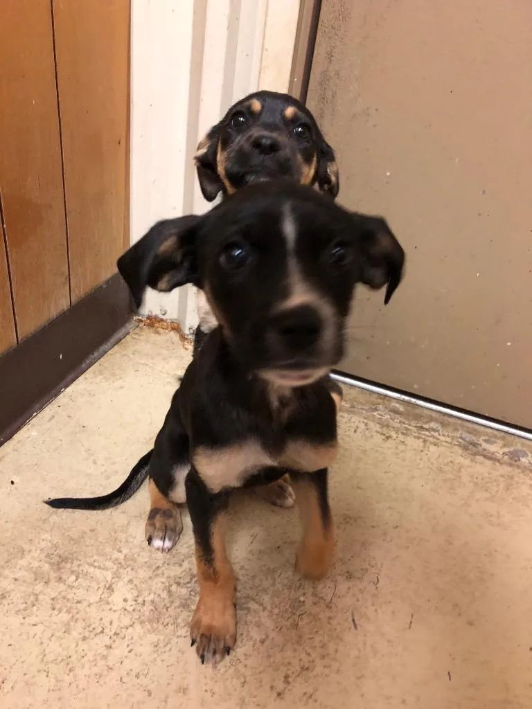 A baby medium-sized female Terrier dog named Abby for adoption in Benton, AR