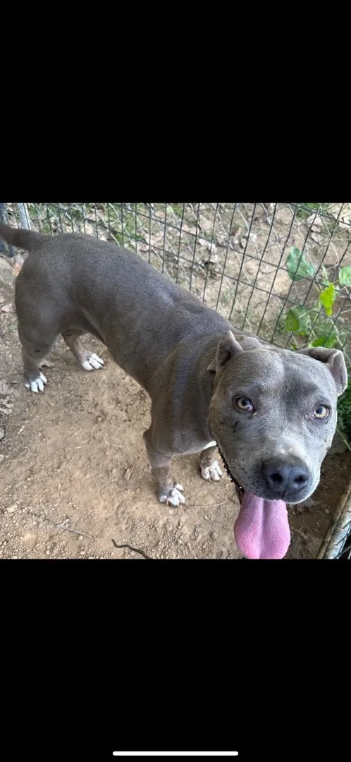 Mama Dog thumbnail 2