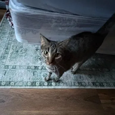 Bo