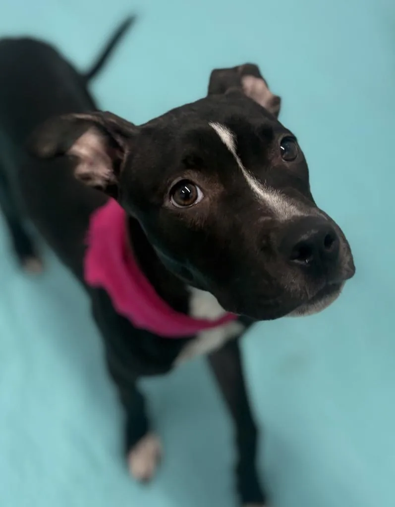 A baby medium-sized female Mixed Breed dog named Coco for adoption in Detroit, MI