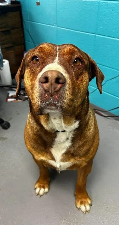 An adult large-sized female Terrier dog named Harley for adoption in Spruce Pine, NC