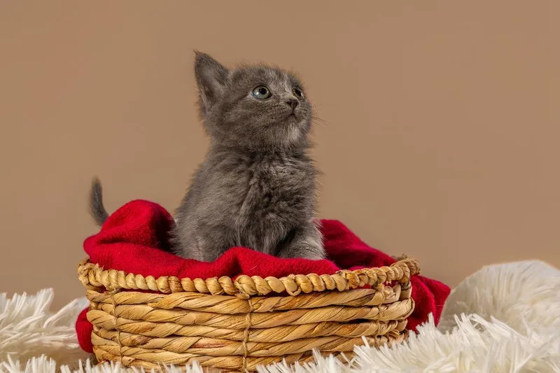 A young medium-sized female Gray / Blue / Silver Domestic Short Hair cat named Maple for adoption in Tyler, TX