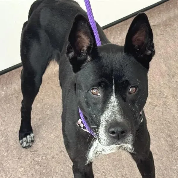 An adult medium-sized female Pit Bull Terrier dog named Jazzy for adoption in Saint Louis, MO