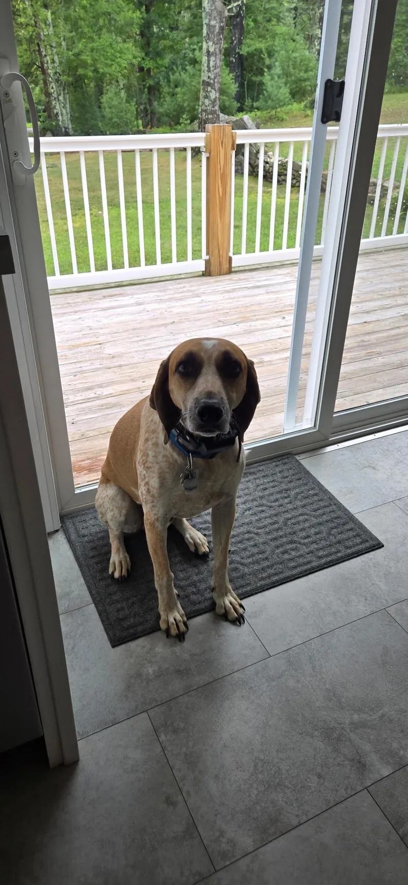 An adult medium-sized male Red / Chestnut / Orange Coonhound dog named Houndie for adoption in Alexandria, LA