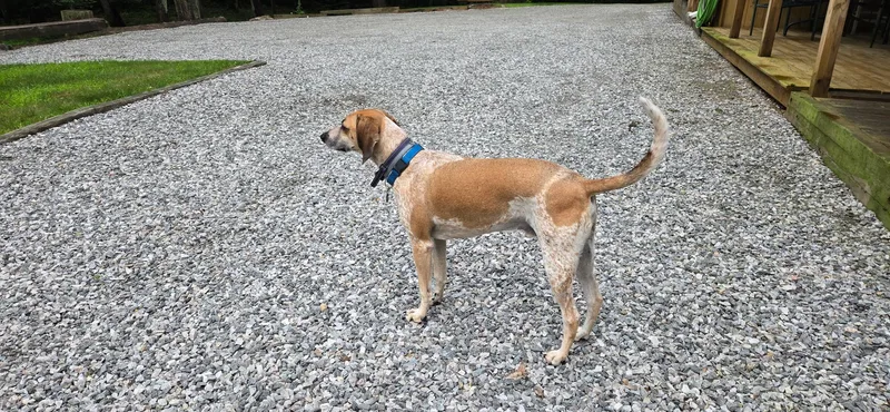 Houndie thumbnail 5