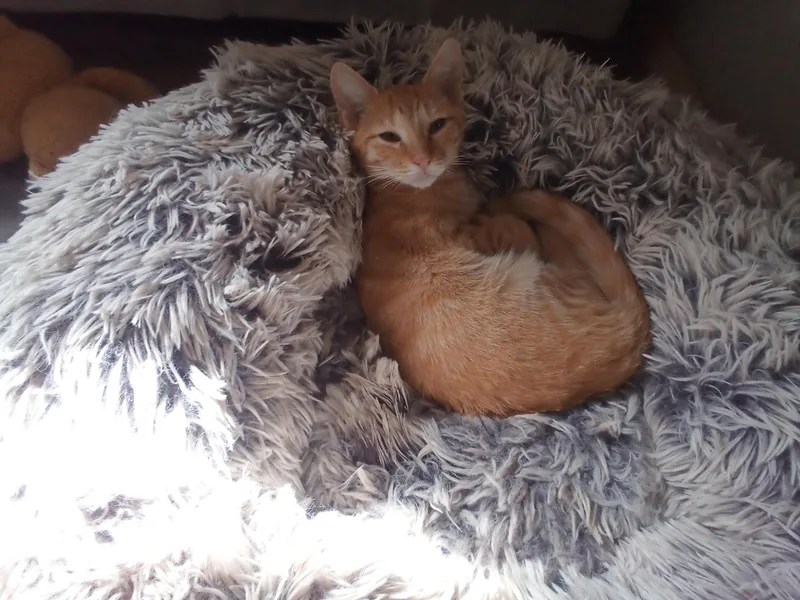 A baby medium-sized female Orange / Red Domestic Short Hair cat named Ginger for adoption in Antioch, CA