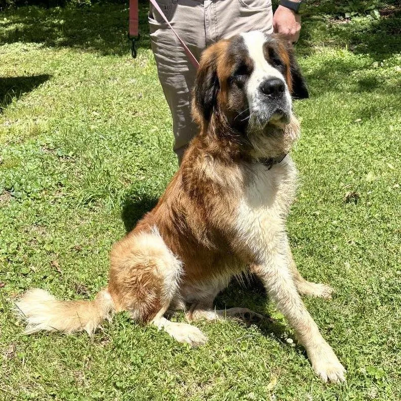 An adult extra large-sized male Brown / Chocolate Saint Bernard dog named Saint for adoption in Falls Church, VA