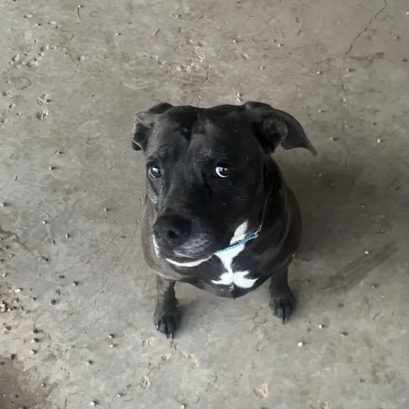 An adult medium-sized female Black Pit Bull Terrier dog named Minnie for adoption in Canyon, TX