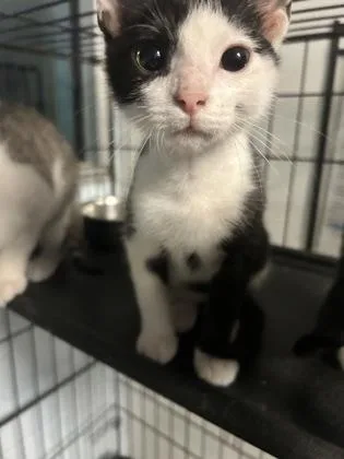 A baby small-sized male Domestic Short Hair cat named Stormy for adoption in Palm Coast, FL
