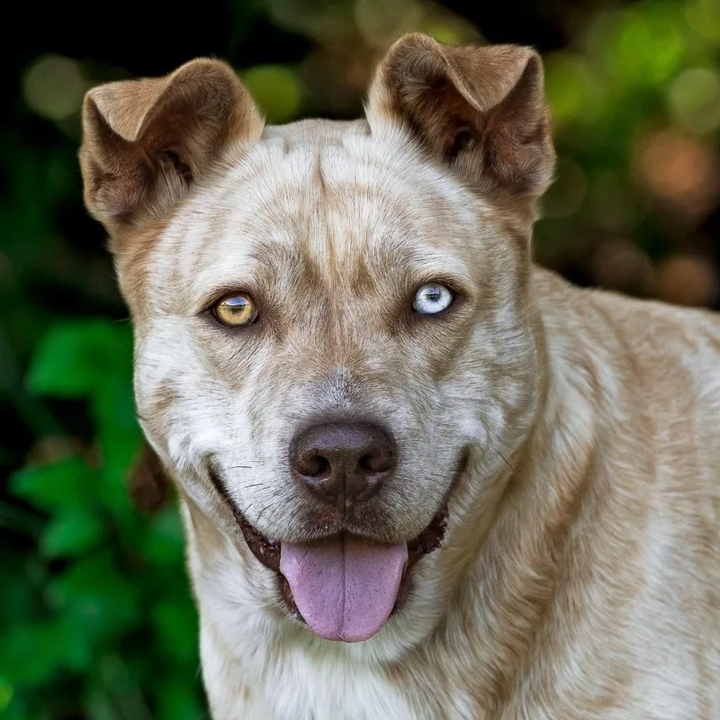 An adult large-sized female Pit Bull Terrier dog named Sprinkle for adoption in Weatherford, TX