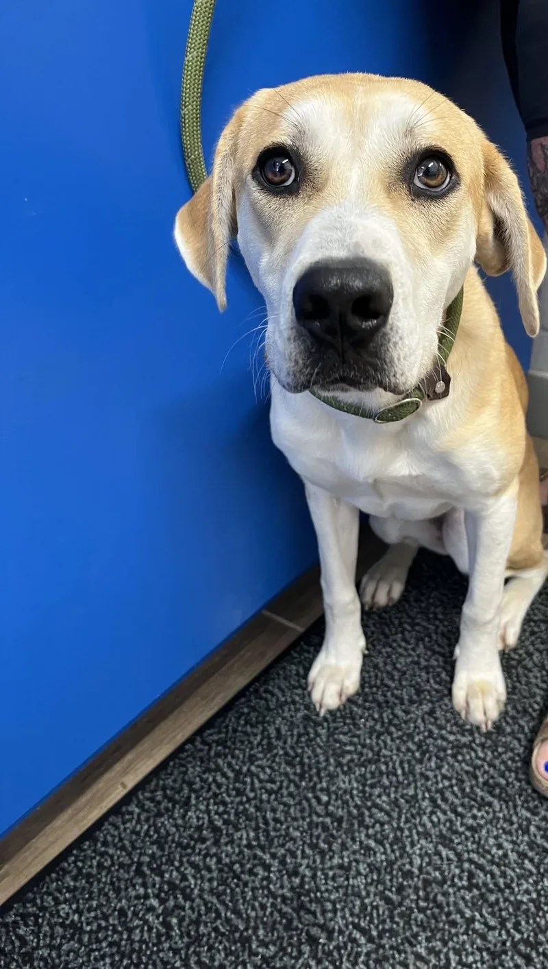 A young medium-sized female Labrador Retriever dog named Gracie Bear for adoption in Rowlett, TX