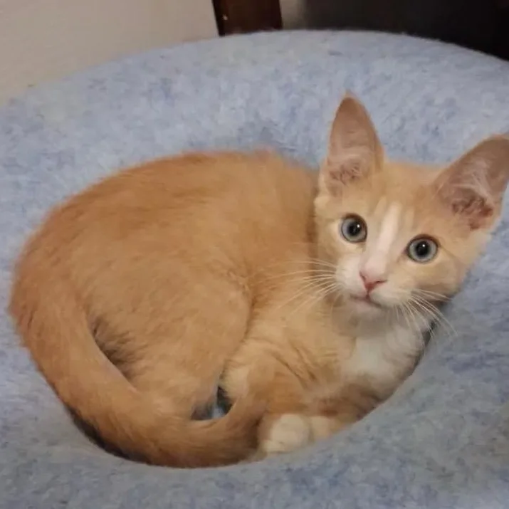 A baby small-sized male Buff / Tan / Fawn Domestic Short Hair cat named Benji for adoption in Andover, MN