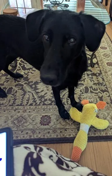 An adult medium-sized female Black Labrador Retriever dog named Norma for adoption in Denton, TX