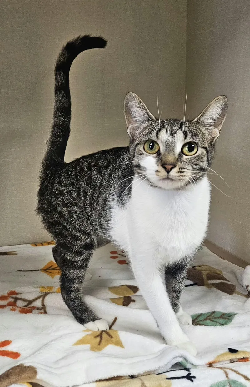 A young medium-sized female Tabby (Gray / Blue / Silver) Domestic Short Hair cat named Cashmere for adoption in Wapakoneta, OH