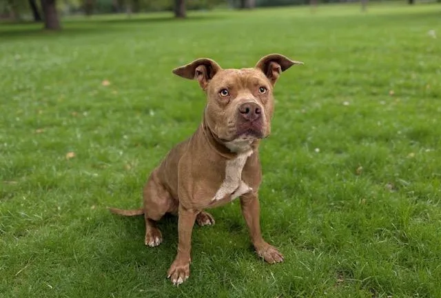 Tyson
