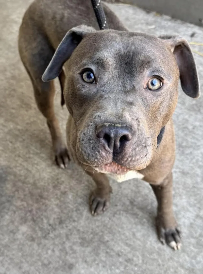 An adult medium-sized male Gray / Blue / Silver Pit Bull Terrier dog named Carlos for adoption in Chicago, IL