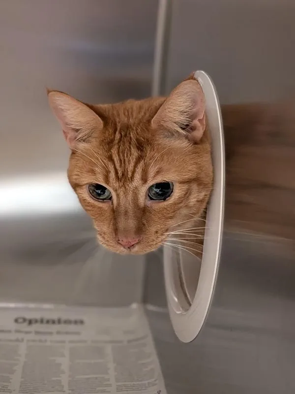 An adult medium-sized male Domestic Short Hair cat named Mr. Cinnamon for adoption in San Diego, CA