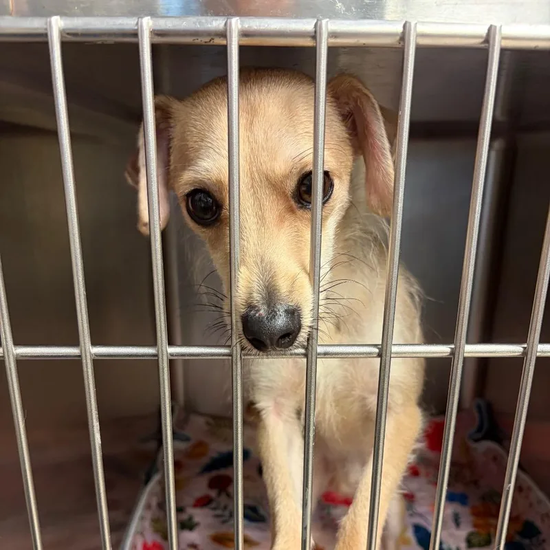 An adult small-sized male Yellow / Tan / Blond / Fawn Mixed Breed dog named Don Julio for adoption in Galveston, TX