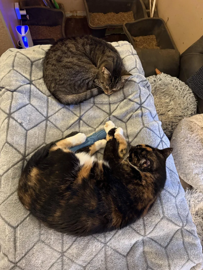 An adult medium-sized female Tortoiseshell cat named Reese for adoption in Sicklerville , NJ