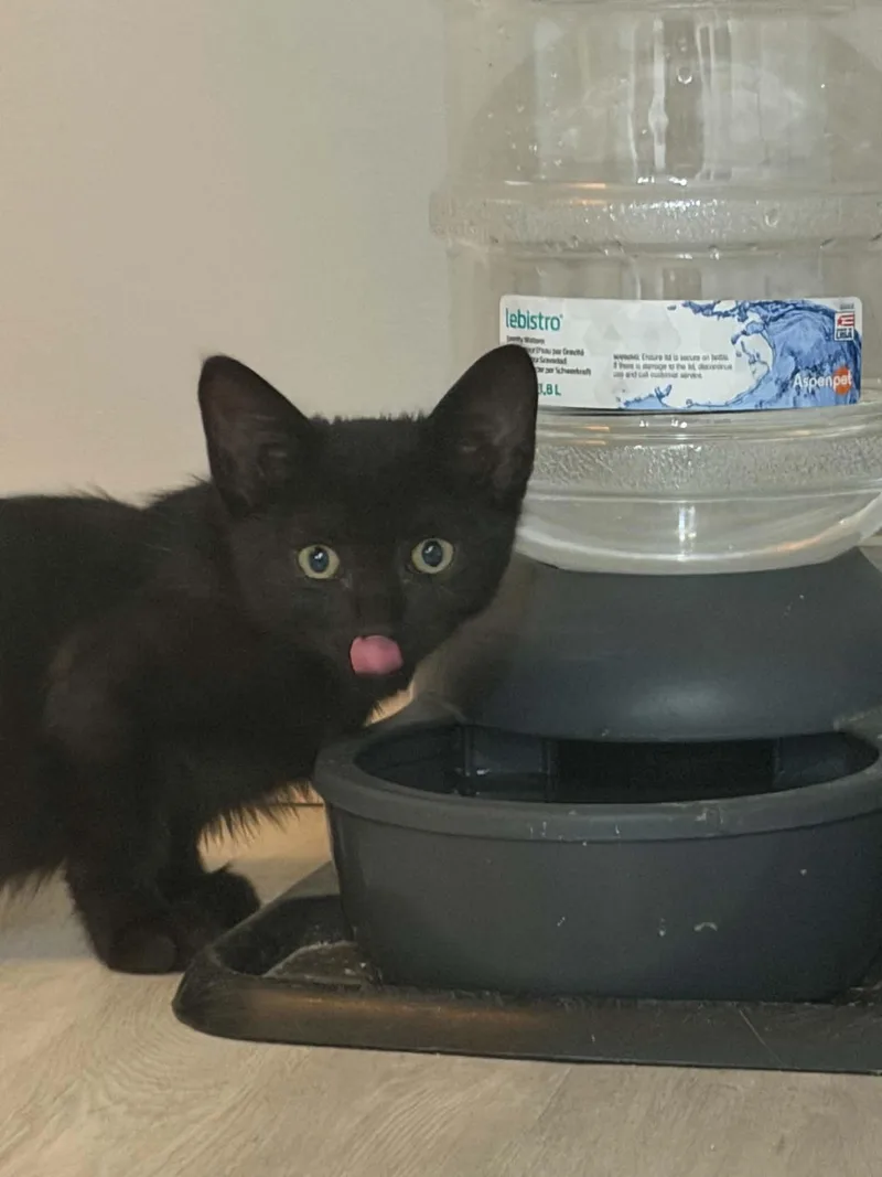 A baby medium-sized male Black Domestic Short Hair cat named Binx for adoption in Wading River, NY