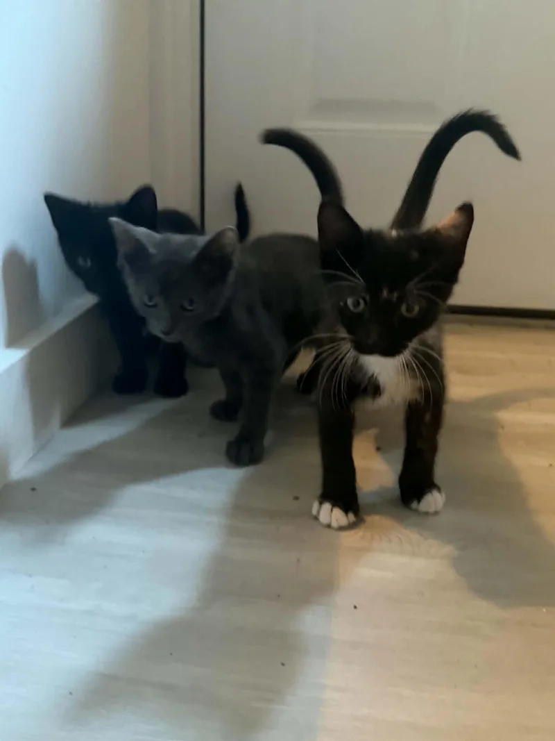 Binx thumbnail 2