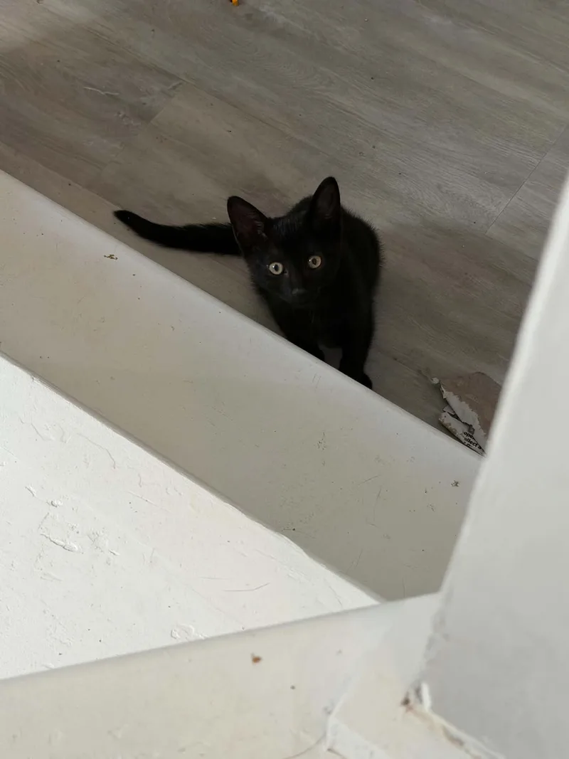 Binx thumbnail 3