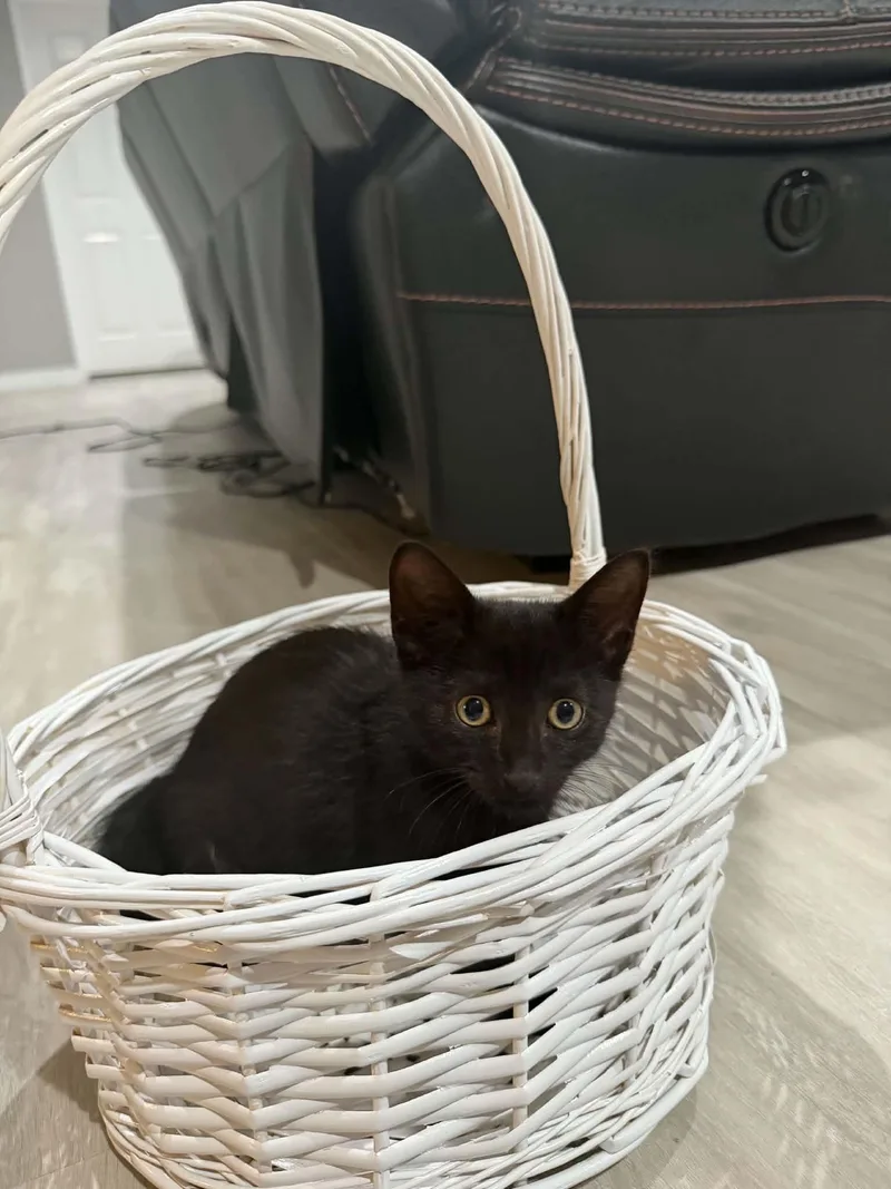 Binx thumbnail 4