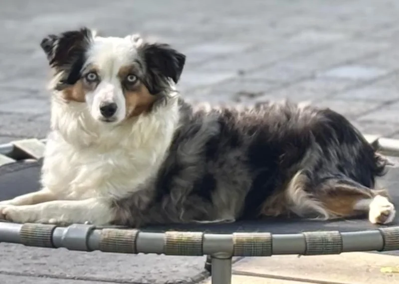 An adult small-sized female Australian Shepherd dog named Tootsie for adoption in Wolcott, CT