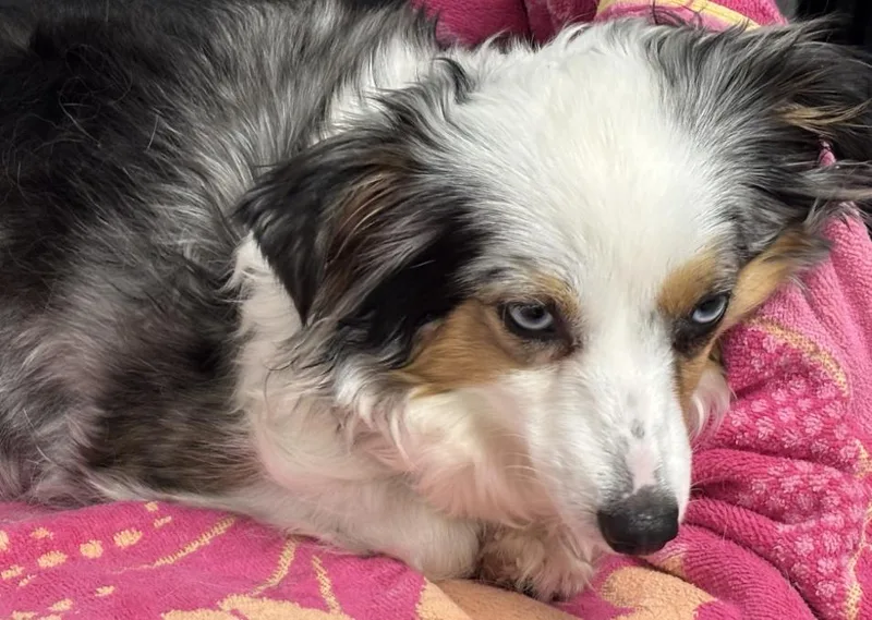 Tootsie thumbnail 2