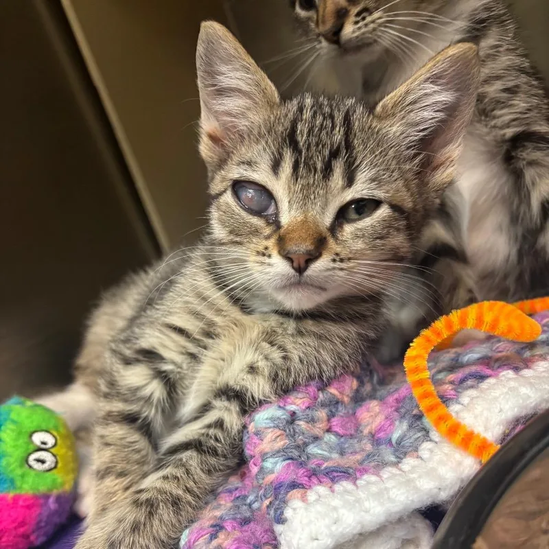 A baby small-sized male White Domestic Short Hair cat named Rick for adoption in Newark, NJ