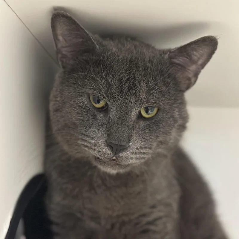 An adult large-sized male Gray / Blue / Silver Domestic Short Hair cat named George for adoption in Matteson, IL