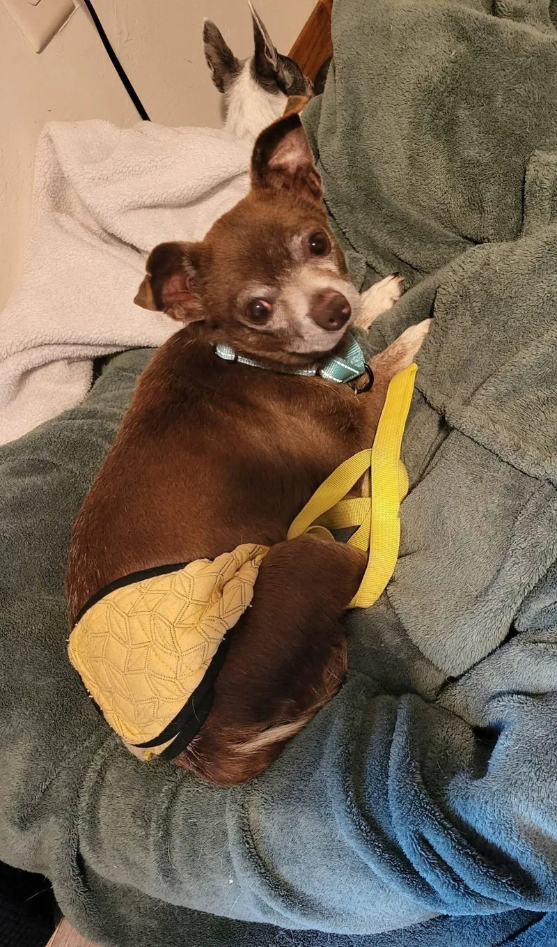 A senior small-sized male Chihuahua dog named Gill for adoption in New London, WI