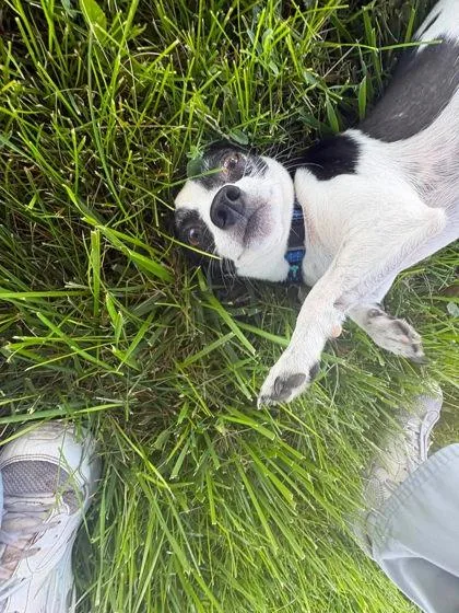 Pickles thumbnail 2