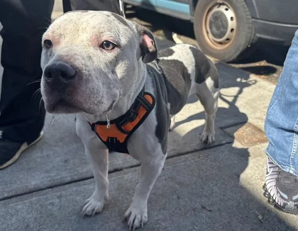 An adult medium-sized female Mixed Breed dog named Stormili for adoption in New York, NY
