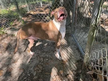 An adult large-sized male Mixed Breed dog named Jasper for adoption in Covington, LA