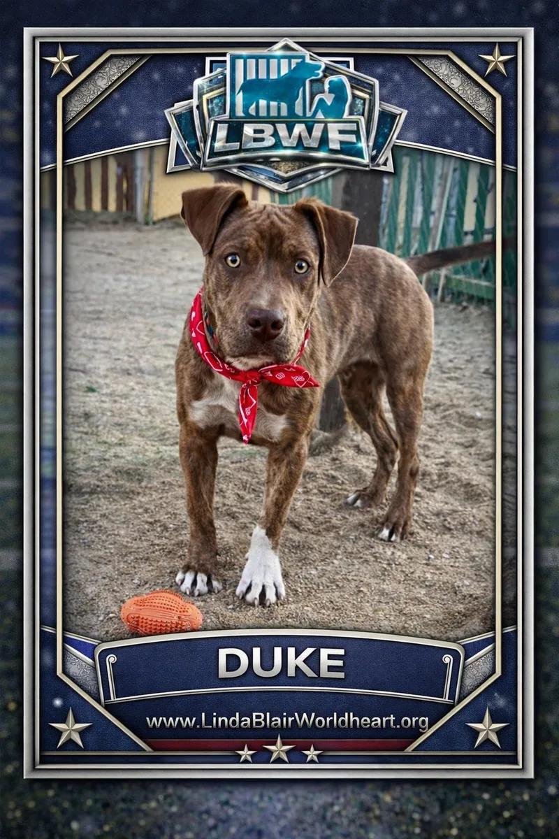 Duke  Puppy thumbnail 2