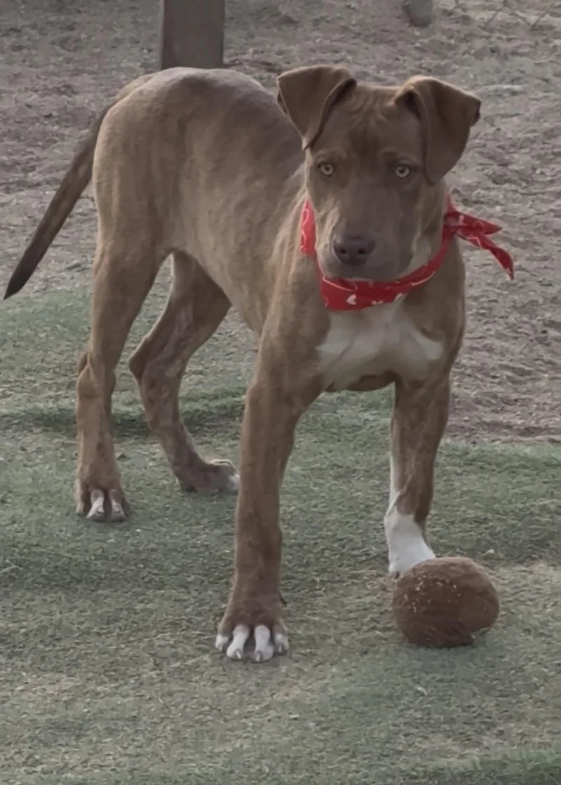A baby medium-sized male Golden American Staffordshire Terrier dog named Duke  Puppy for adoption in Acton, CA
