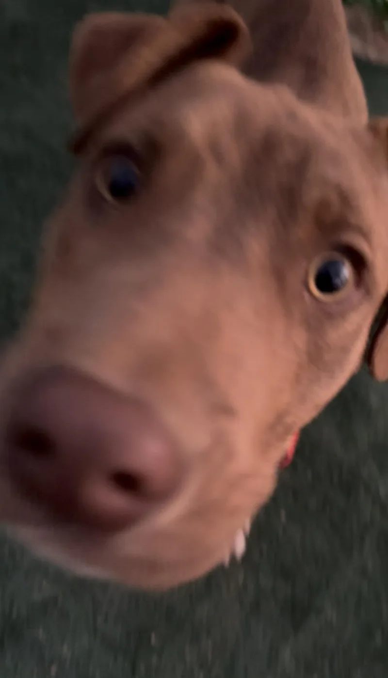 Duke  Puppy thumbnail 3