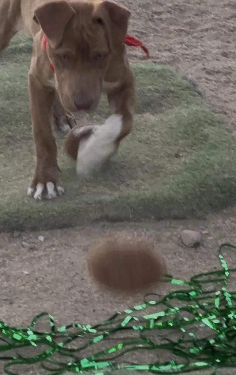 Duke  Puppy thumbnail 4