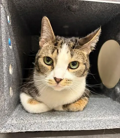 An adult medium-sized male Tortoiseshell Domestic Short Hair cat named Princeton for adoption in Fruit Heights, UT