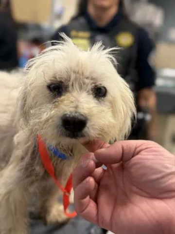A senior small-sized male Maltese dog named Sosa for adoption in Riverside, CA