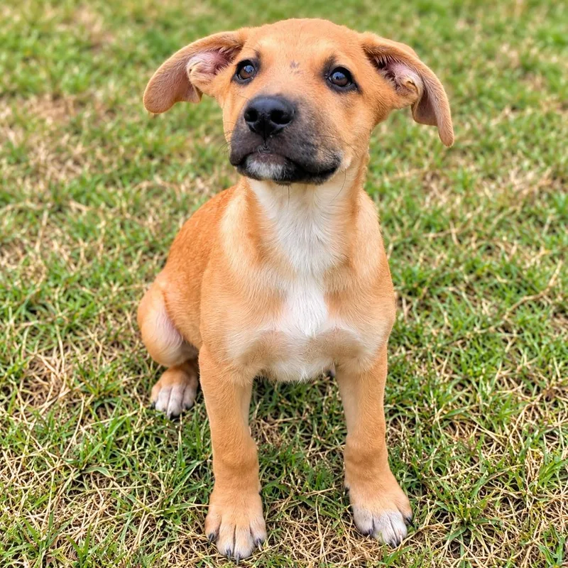 A baby medium-sized female Shepherd dog named OLizzy for adoption in Seven Points, TX