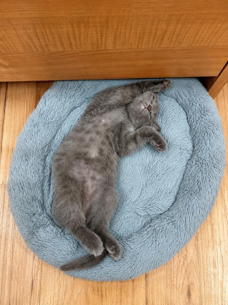 A baby medium-sized male Gray / Blue / Silver Domestic Short Hair cat named Fibble for adoption in Los Angeles, CA