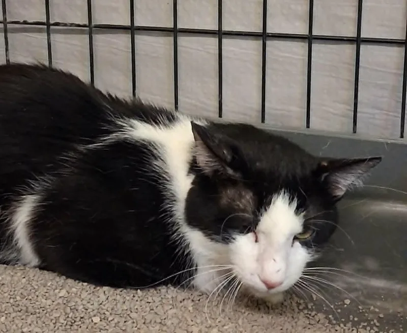 A young medium-sized male Domestic Short Hair cat named Bart for adoption in Ogden, UT