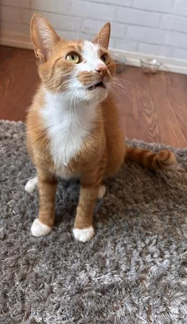 A young small-sized female Orange & White Domestic Short Hair cat named Daisy for adoption in Gig Harbor, WA