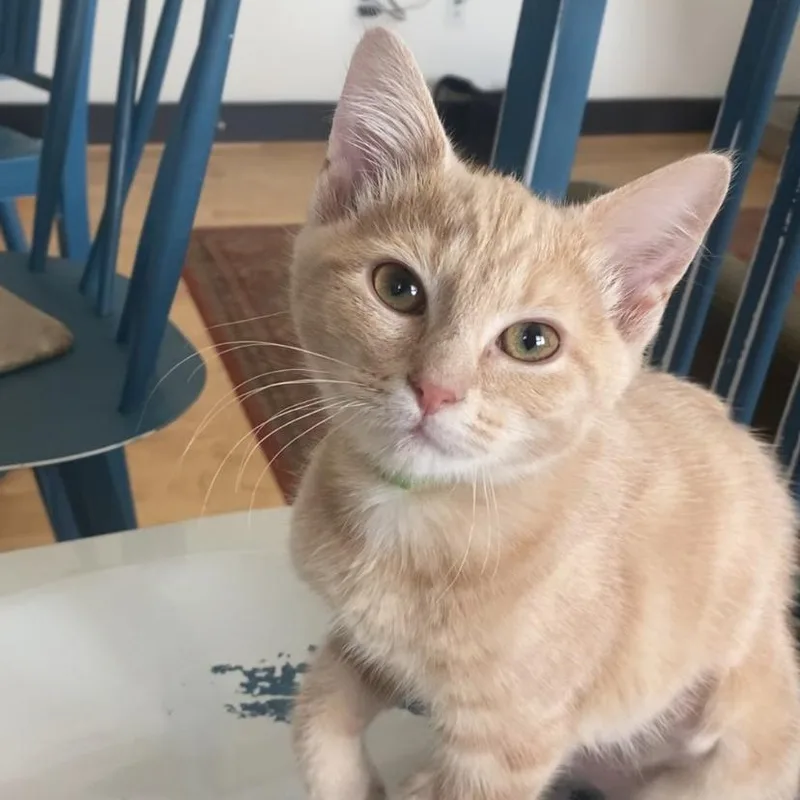 A baby small-sized female Buff / Tan / Fawn Domestic Short Hair cat named Pimento for adoption in Richmond, VA